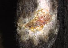 Laser therapy wound healing horse