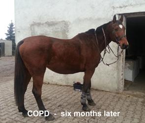Cob, COPD after laser therapy