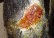Infected skin wound healing before laser therapy