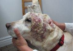 Chronic wound before laser therapy