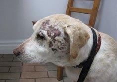 Chronic wound after laser therapy